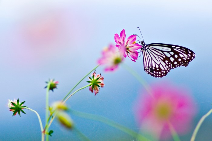 Butterfly on a pink flower