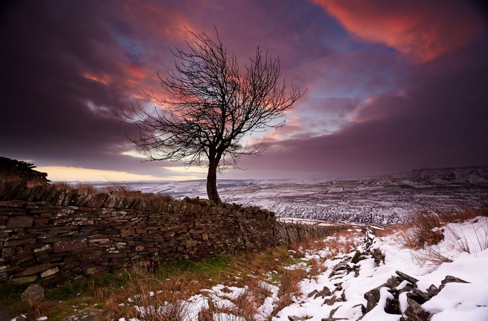 Bare tree on a stone wall with snowy landscape at sunset