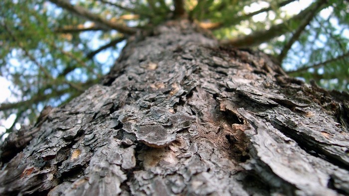Close-up of tree bark with branches and leaves in background