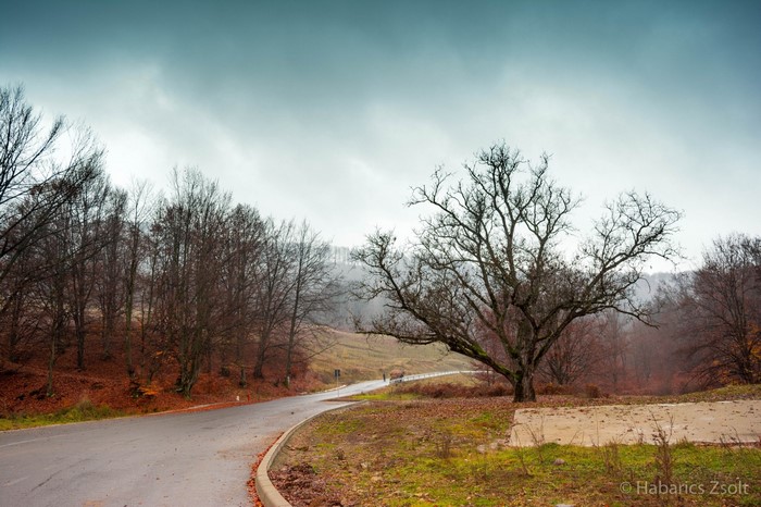 Winding road through a bare forest in autumn