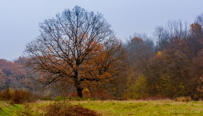 Autumn forest landscape with a large oak tree
