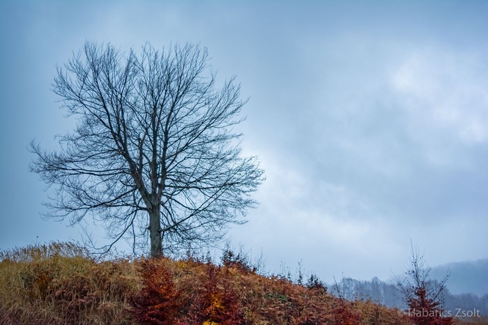 Bare tree on a hill with autumn foliage