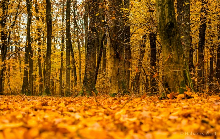 Forest floor covered in autumn leaves with tall trees