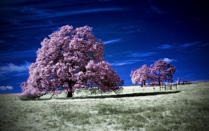 Two trees with pink foliage under a dark blue sky
