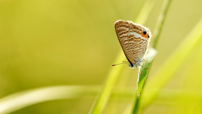 Close-up of a butterfly on a blade of grass