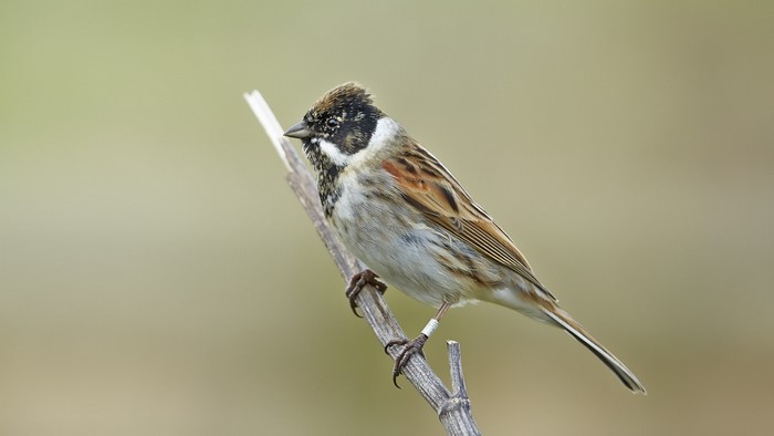 Reed Bunting bird perched on a branch
