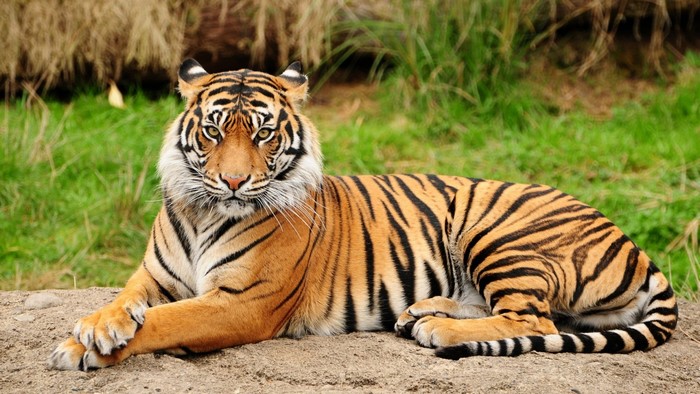 Tiger lying on the ground in a grassy area