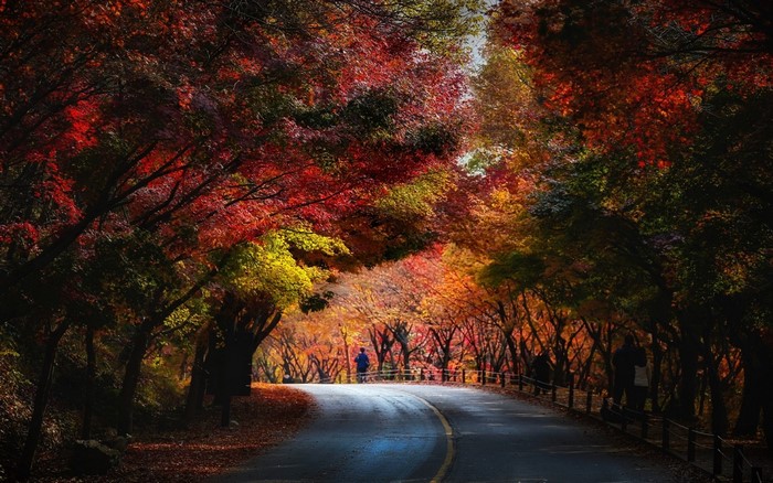 Autumn tunnel of trees with people on a road
