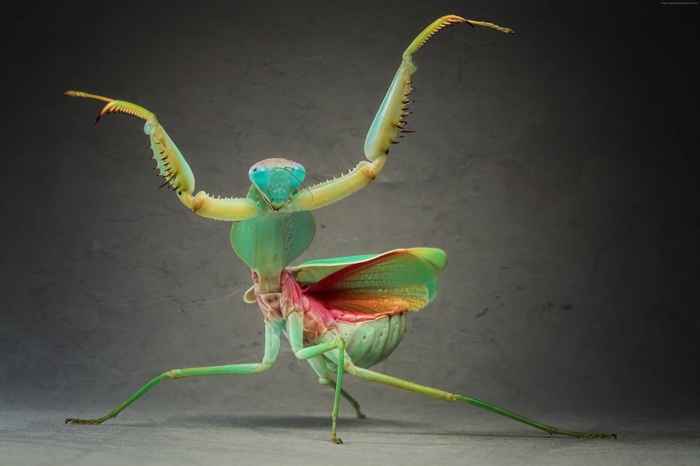 Green praying mantis with wings spread