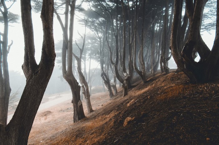 Misty forest with gnarled trees on a hill
