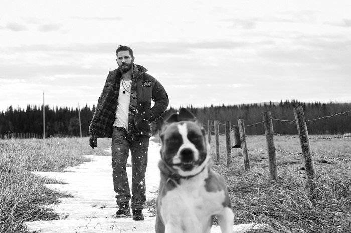 Tom Hardy walking with a dog in the snow