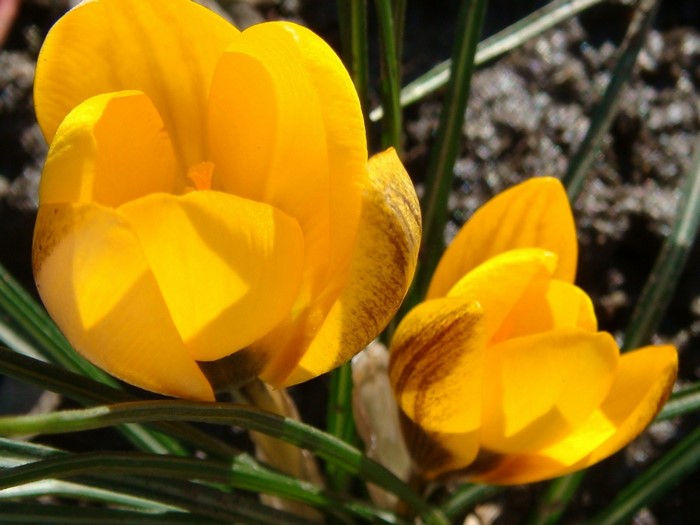 Two yellow crocuses with brown stripes in the garden