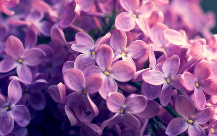 Close-up of purple lilac blossoms