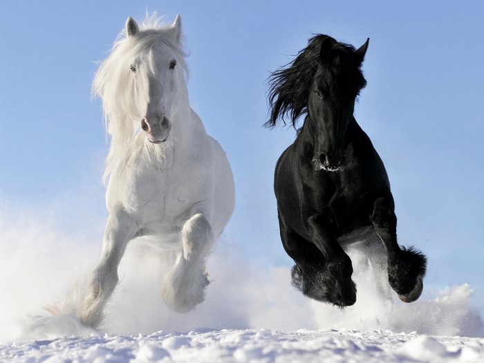 Two horses, one black and one white, running in the snow