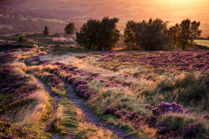 Dirt path through heather moorland at sunset
