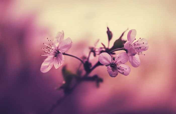 Close-up of pink cherry blossoms on a branch