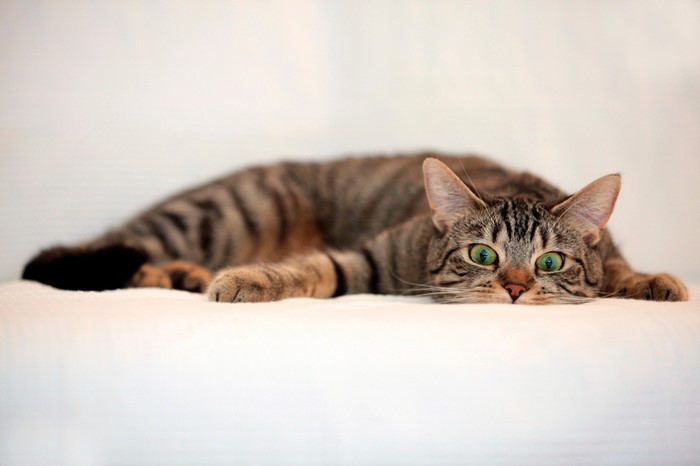 Tabby cat with green eyes lying down