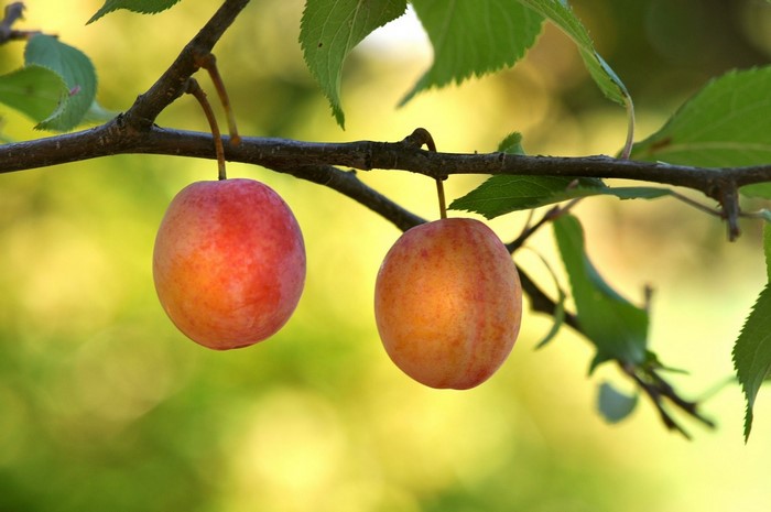 Two ripe plums hanging from a tree branch