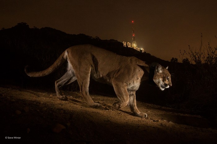 Cougar walks at night near Hollywood sign