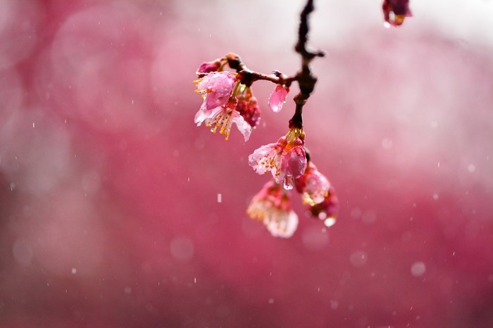 Pink cherry blossoms in the rain with bokeh