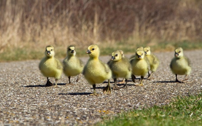 A group of goslings walking on a path