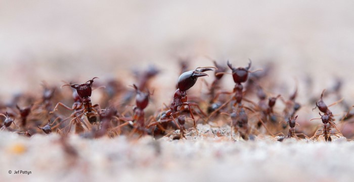 A group of ants in a close-up macro photograph
