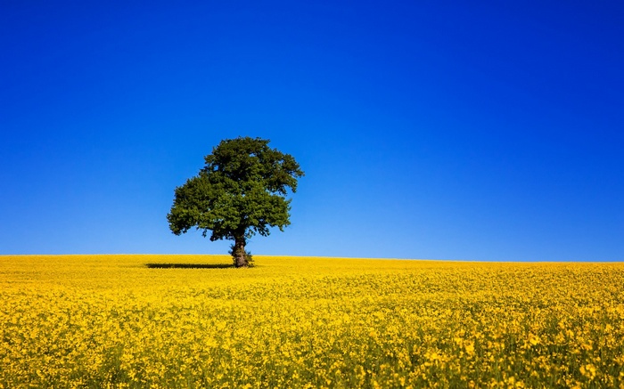 Lone tree in a field of yellow flowers under a blue sky
