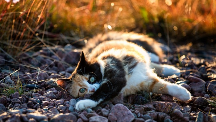 Calico cat lying on rocks in sunlight
