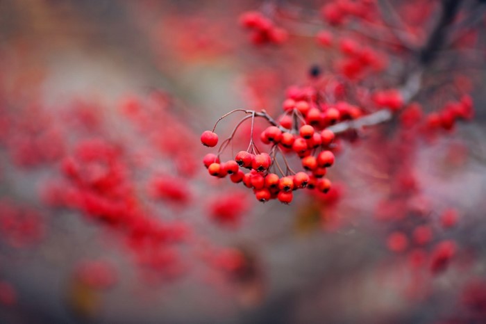 Close-up of red berries on a branch in autumn