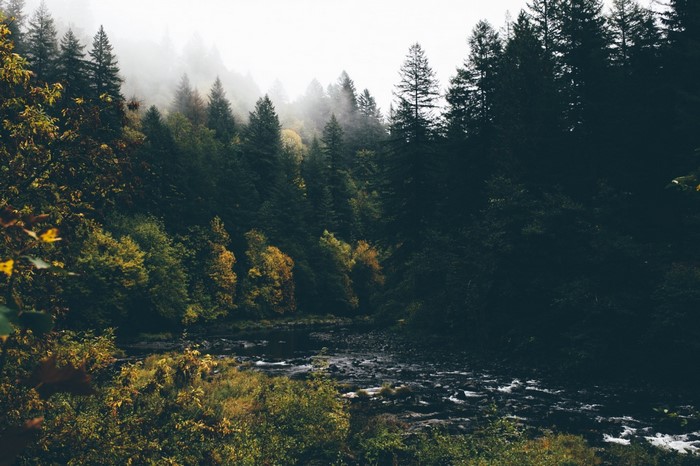 Misty forest with a river in autumn