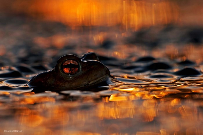Frog's eye reflecting sunset over water