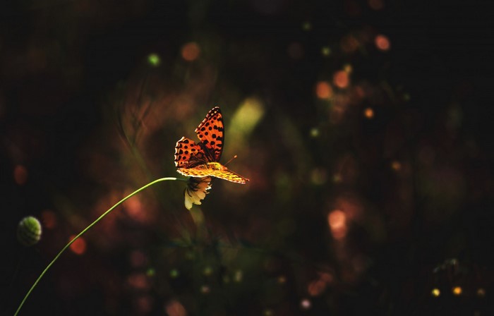 Orange butterfly on a flower stem