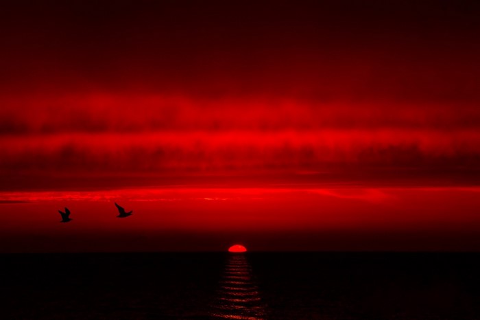 Red sunset over the sea with birds flying
