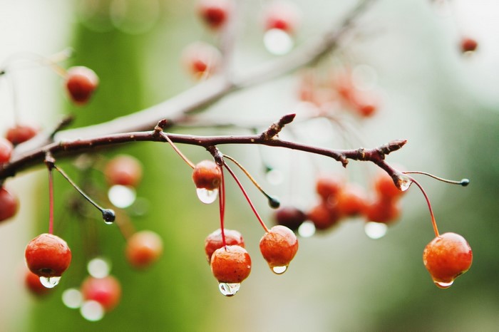 Red berries with water drops on a branch