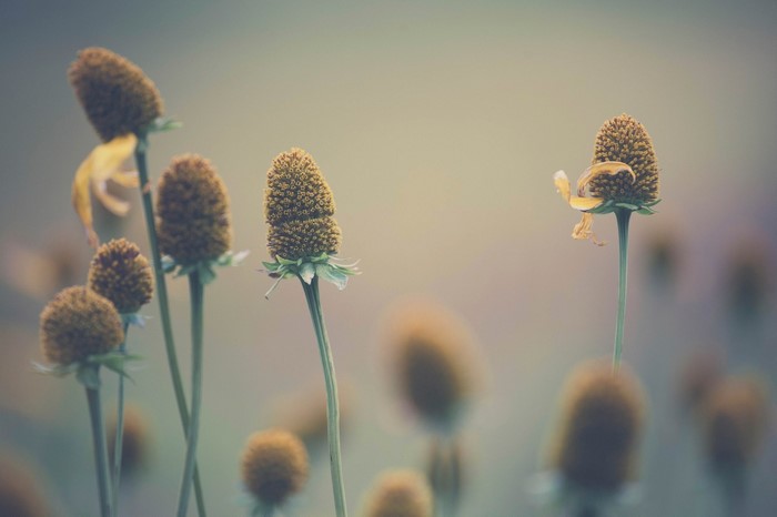 Close-up of dried flowers in soft sunlight