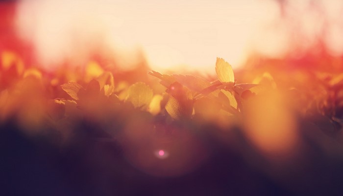Close up of plants in warm sunlight