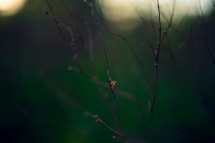 Close-up of a delicate plant stem with a small orange leaf