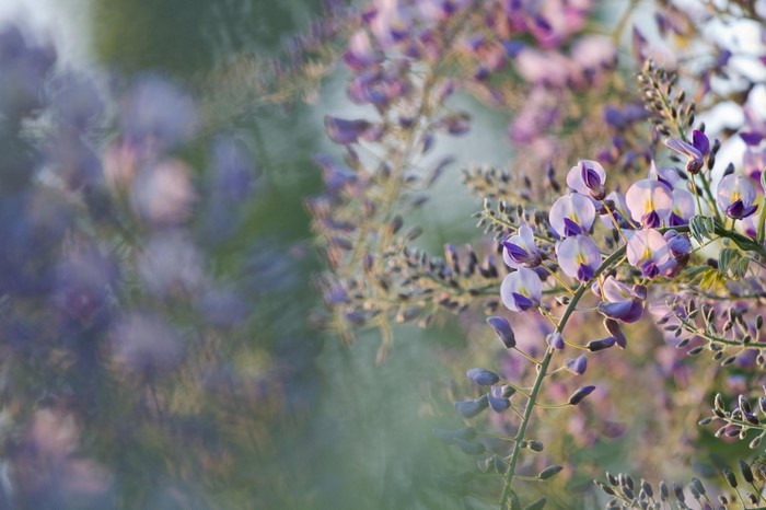 Close-up of purple wisteria flowers in bloom