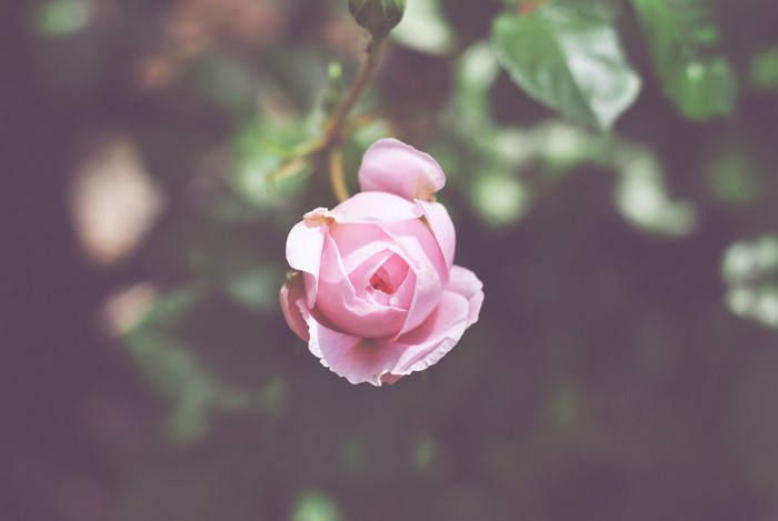 Pink rose bud with green leaves