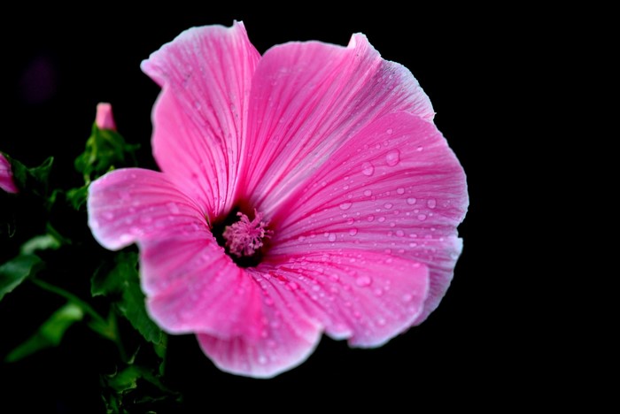 Pink hibiscus flower with water droplets on petals