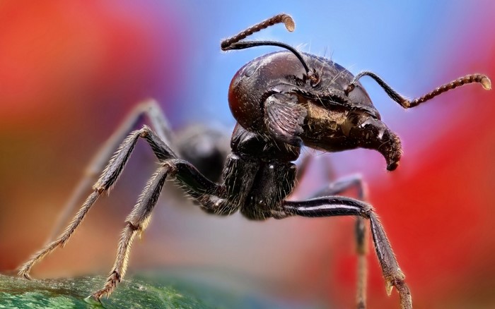 Extreme Macro Photography of a Black Ant