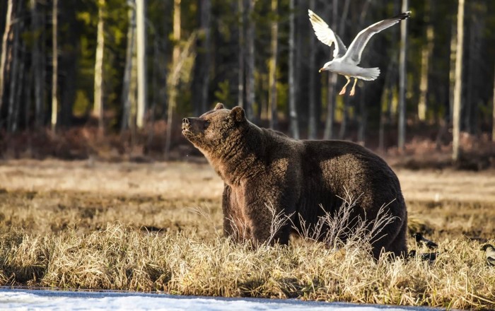 Brown bear and seagull in a forest clearing