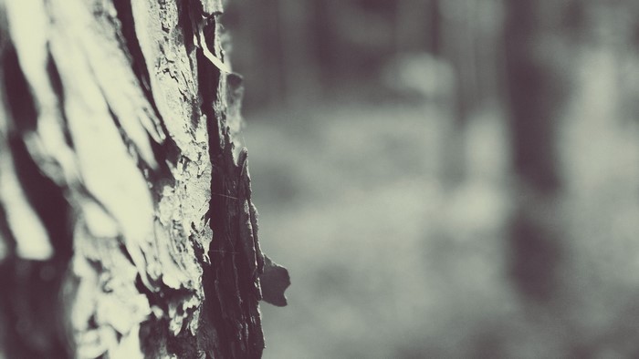 Close-up of tree bark with blurred forest background