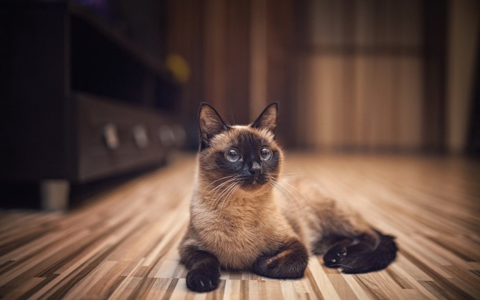 Siamese cat lying on a wooden floor