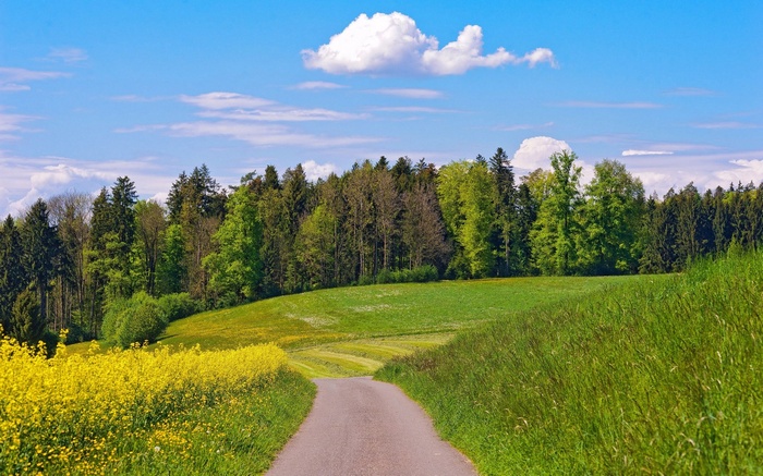 A winding road through a field of yellow flowers and green grass
