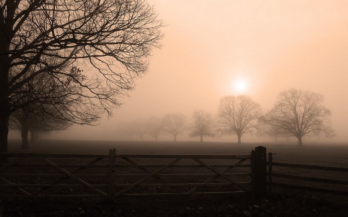 Bare trees in fog with a wooden gate
