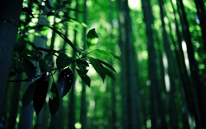 Green leaves in a sunlit forest