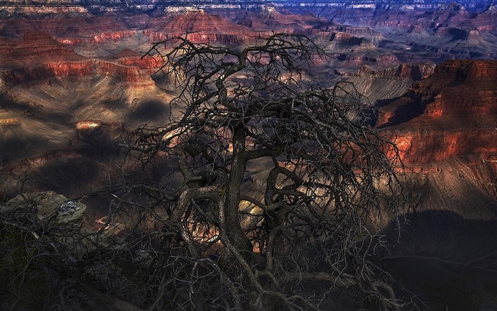 Dead tree in the Grand Canyon landscape