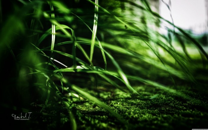 Close-up of green grass and moss with sunlight