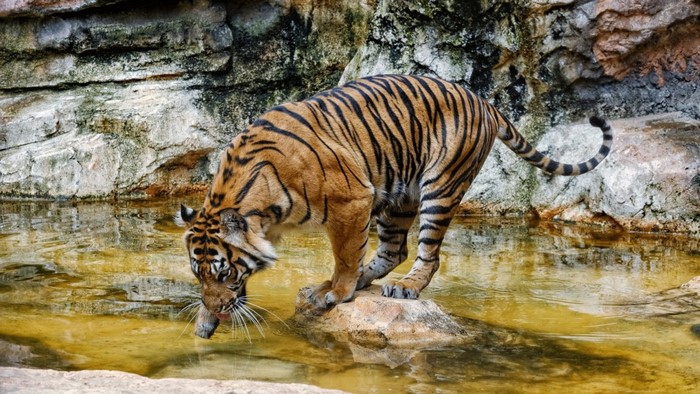 Tiger drinking water in a rocky enclosure